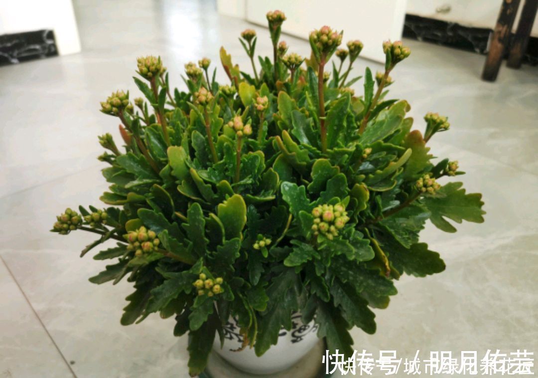 长寿花|长寿花打花苞20天了还开不出来怎么办？套个黑袋子，3天花满盆