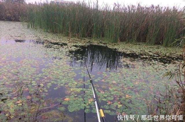 天气一冷,子线就该这样用,大鲫鱼分分钟上钩