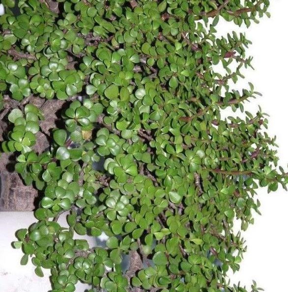 养金枝玉叶，一个小技巧，盆栽变成漂亮盆景，叶绿枝多姿态优美