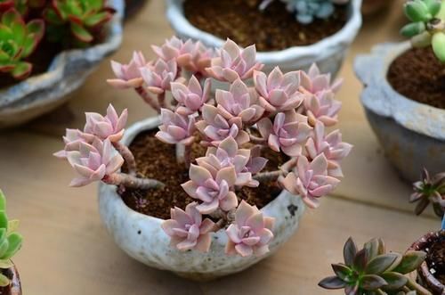 钱景天|5种不怕热的多肉植物,夏天虐着养,新手也能养爆盆