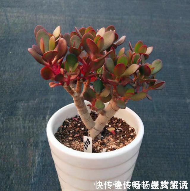 这些多肉很好养,容易养成“树”,还特别容易爆侧芽