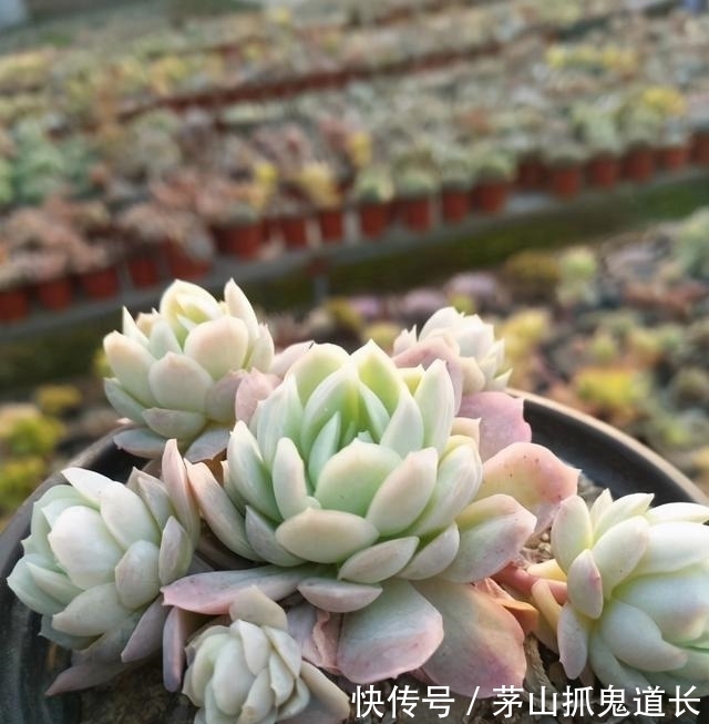 懒招|懒人养多肉,学会用“懒招”,不用怕烂根,长得快,状态还很好