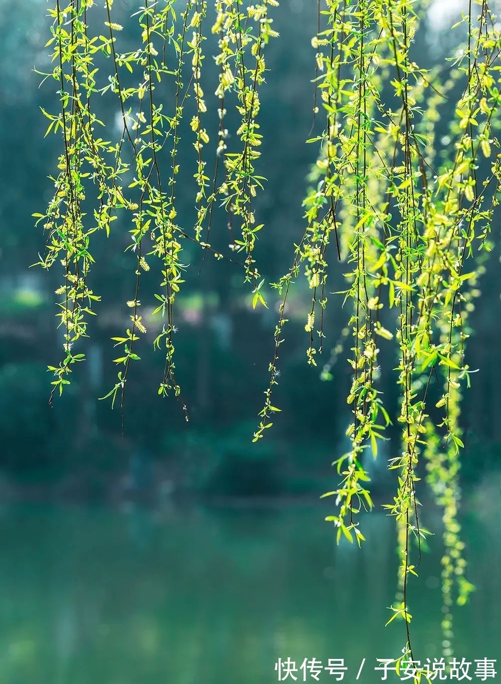 草芽@草木渐知春,萌芽处处新