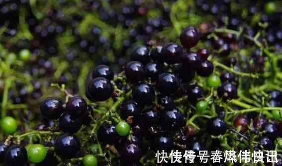 作用|老中医：路边看到此黑果，记得要摘回家，作用非常大，值得一试！