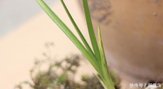 一个勺子|兰花烂根的原因，怎么治？特别夏季要多注意！