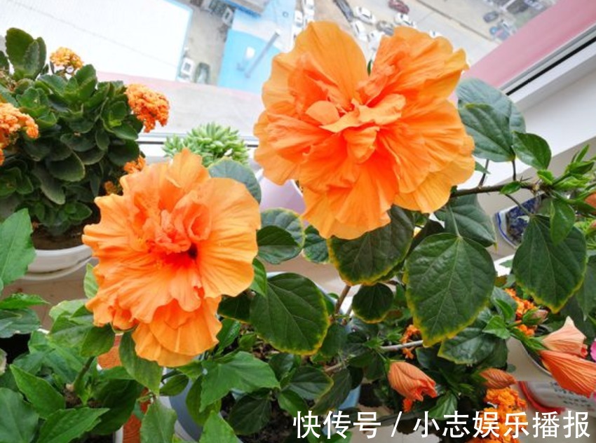 5种晒不死的花，一年四季都开花，不养它们别说你喜欢养花