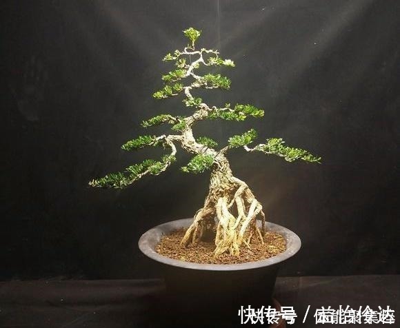 皱皮雀舌|分享几个皱皮雀舌黄杨盆景,都是高提根的,非常有排面哦,求鉴赏!