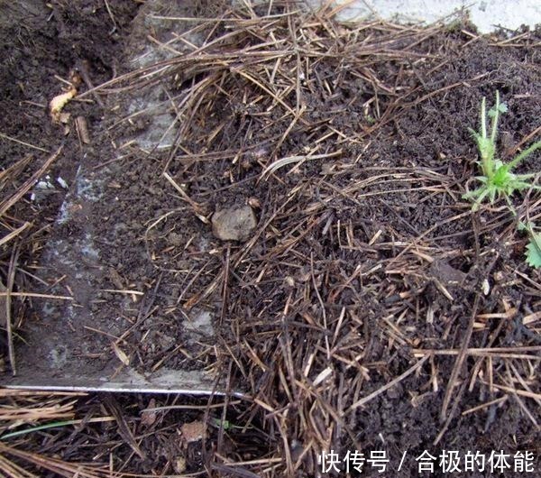 叶片|君子兰出现黄叶烂根不可怕!老花匠教你做好这四点 天天蹭蹭长个!