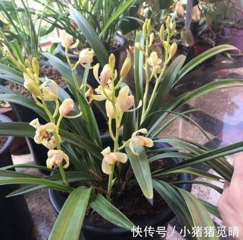 兰根|养兰花这点最关键,发芽多又壮,开花多又香,年年开花不断