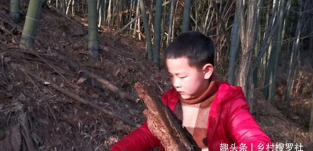 植料|什么树皮种兰花更好?学会处理松树皮,养蕙兰一年都不用施肥