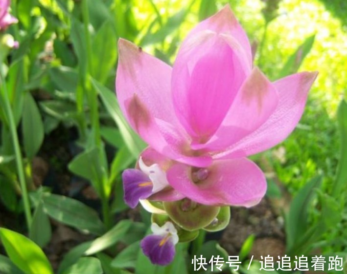 这几款小花,便宜又好养,“花香”飘满屋,花美心情好!