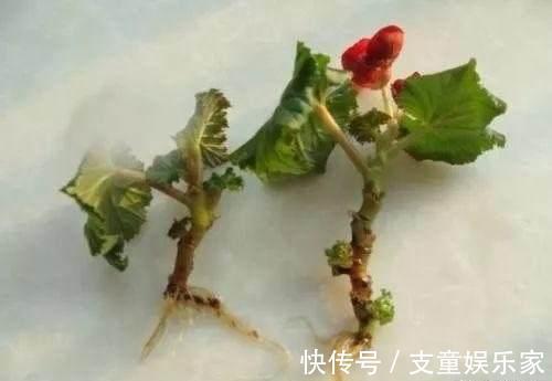 漂亮花|3种漂亮花,再“喜欢”也别贸然买,太难养,一般人根本养不活