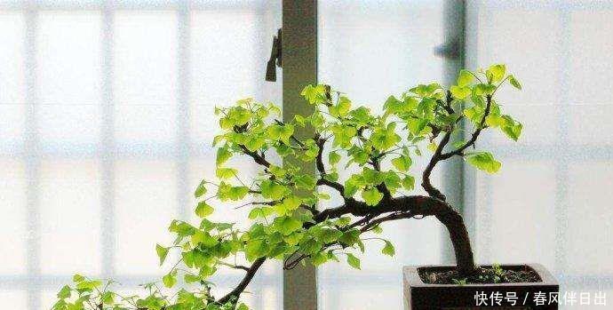 秋天的银杏美到窒息，快来学习如何养在家里