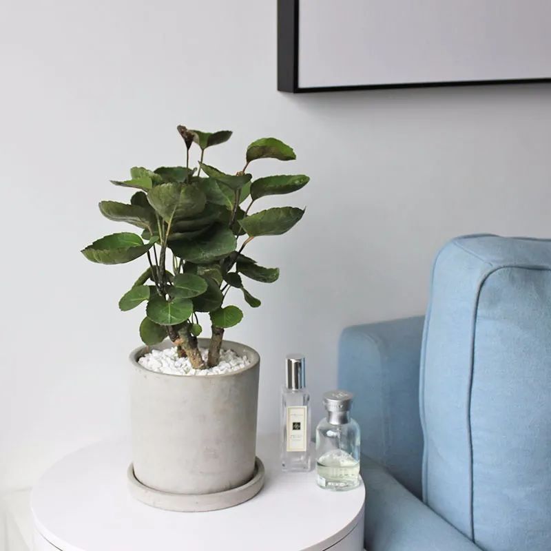 八种命里带“钱”的植物,家里养一盆,招财又旺运,你家养了几种