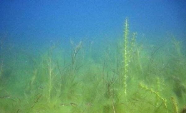 涨知识了!这四种水草里才有鱼可钓,而且钓法不同,真后悔刚知道