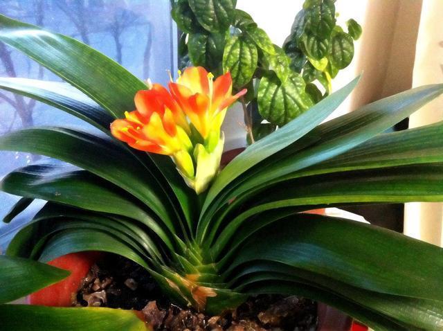 君子兰长得慢、不开花2种肥扔盆里，注意几点，轻松开爆盆