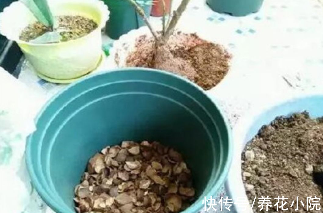 黄叶|给花卉换盆，多做1个“小动作”，避免出现烂根黄叶