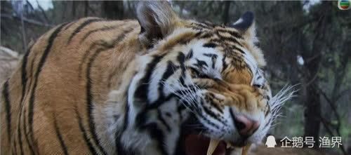 大米!武松打虎后拒绝的那1000贯赏钱,放到现在值多少?说出来有点心疼