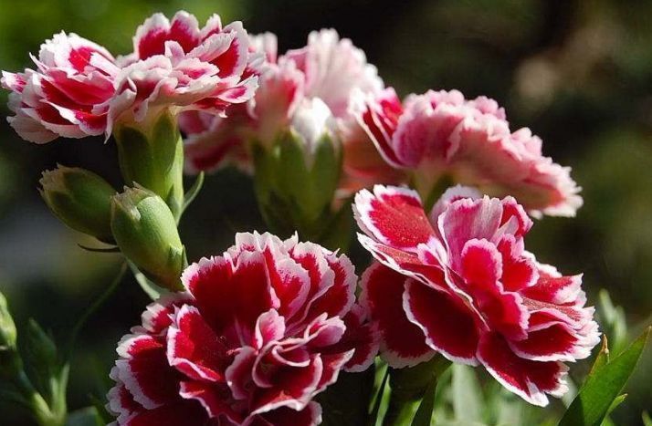 此花,一开就90天,花大色艳胜芍药,香气四溢,新手也能养爆盆