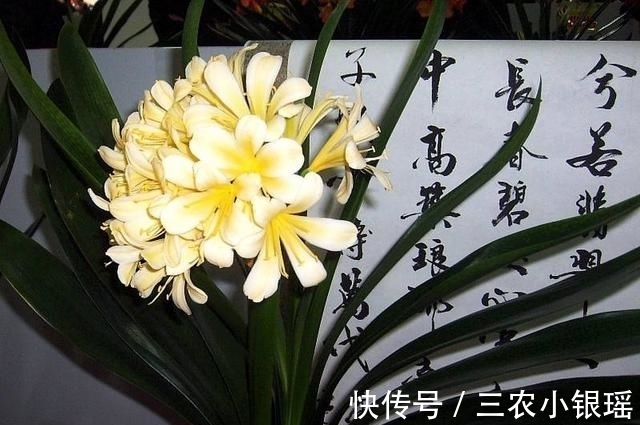 君子兰|家里养花“讲究大”,2种花“镇宅”, 2种花旺家,要养起来