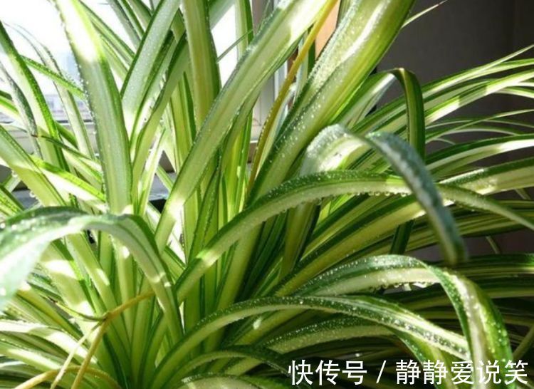 家养此款花卉，开花勤爱爆盆，旺财又镇宅，好养易活，四季常青！