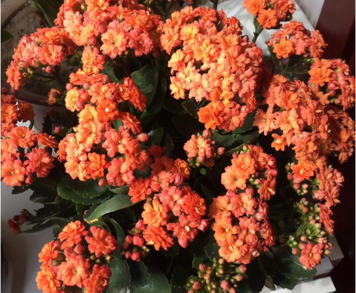 阳台室内都可养的“3种盆栽”,虽普通却皮实好养,清新又美观