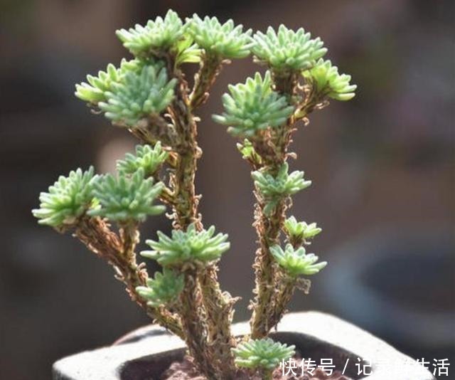 常见的4种多肉植物,也能养成漂亮的盆景,观赏效果更佳!