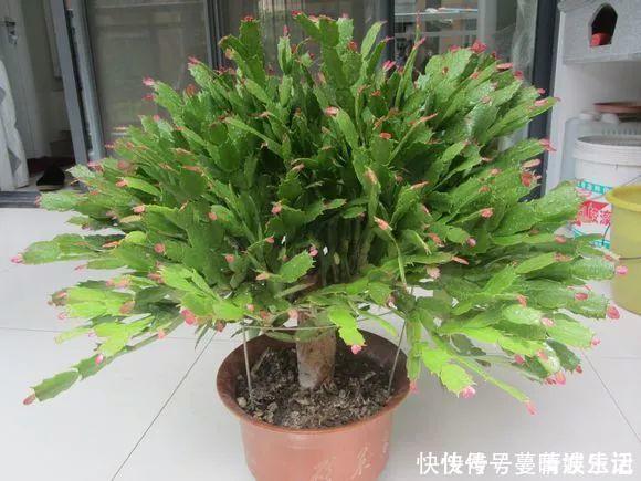 休眠期|蟹爪兰叶子“软塌塌”?教你做3步,嗖嗖冒新叶,入冬花朵爆盆