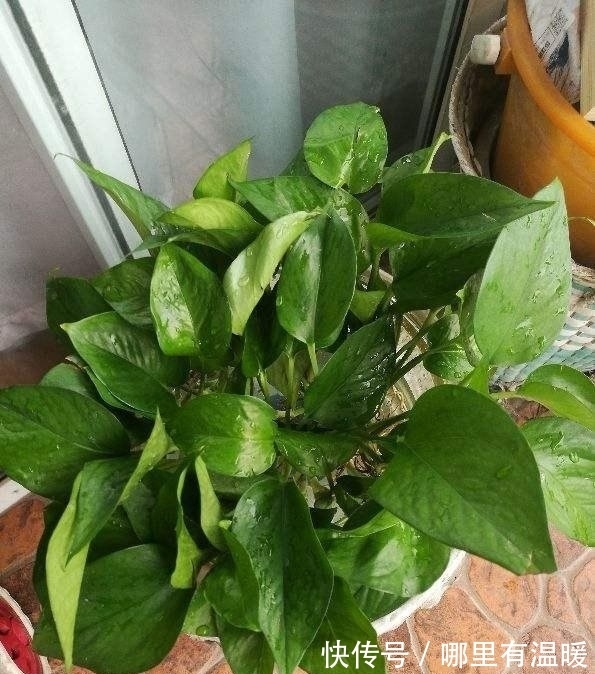 农历十一月大雪后，养什么花？家里养3种花，三阳开泰财源广进