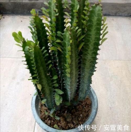 养龙骨花,掌握这几个技巧,植株长得又粗又高,极具观赏价值
