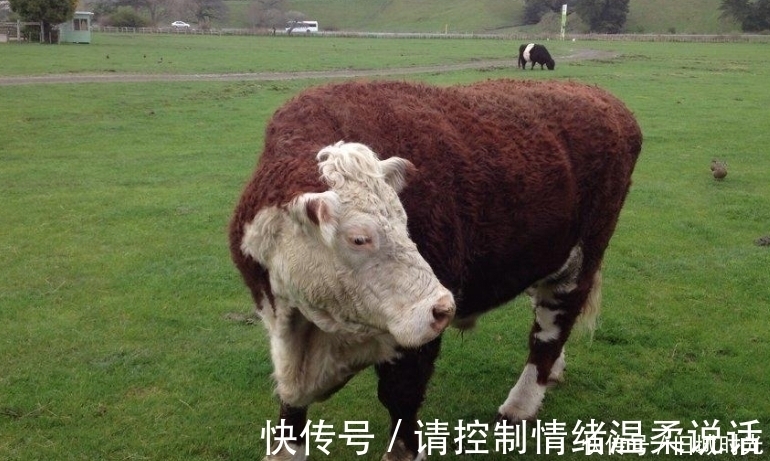 吃肉|为何人类每天吃肉,但却很难长肌肉,而牛只吃草却拥有一身肌肉?