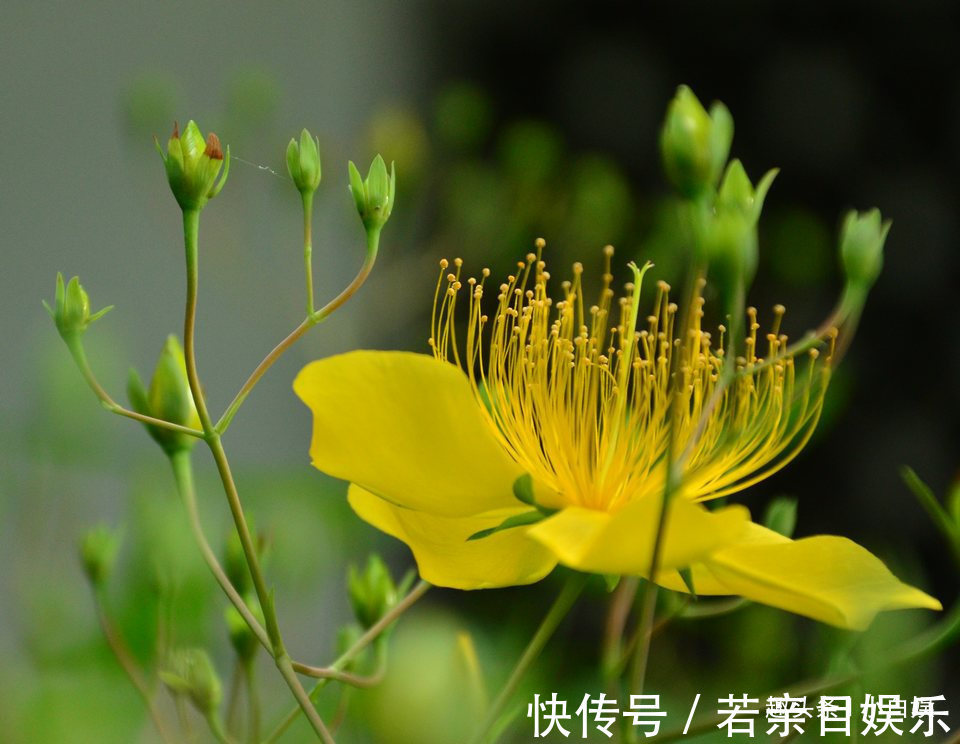 生肖鸡|今明两年有婚姻之喜，月老牵线，红娘相助的三个生肖女人