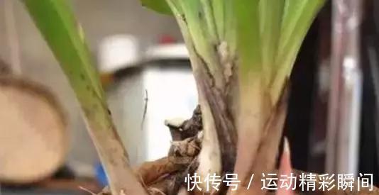兰花不长，这样轻轻一掰，30天就爆盆