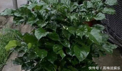 绿植|买来的盆栽掉叶子,抓紧剪一刀,新芽冒不停,叶子能多出5倍