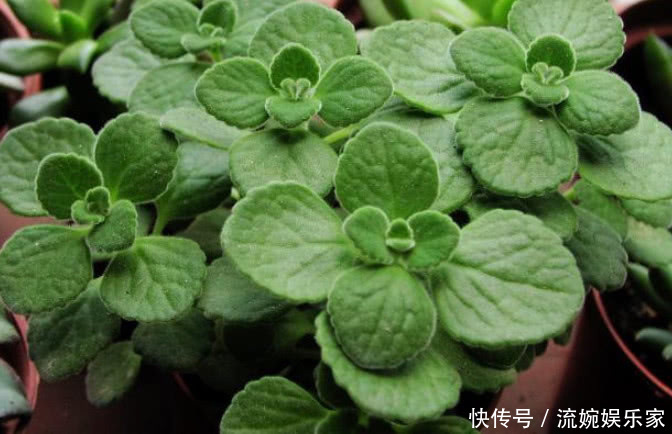 阳台上|比香水还好闻的“3种花”,家里养1盆,满屋飘香,出门不用喷香水