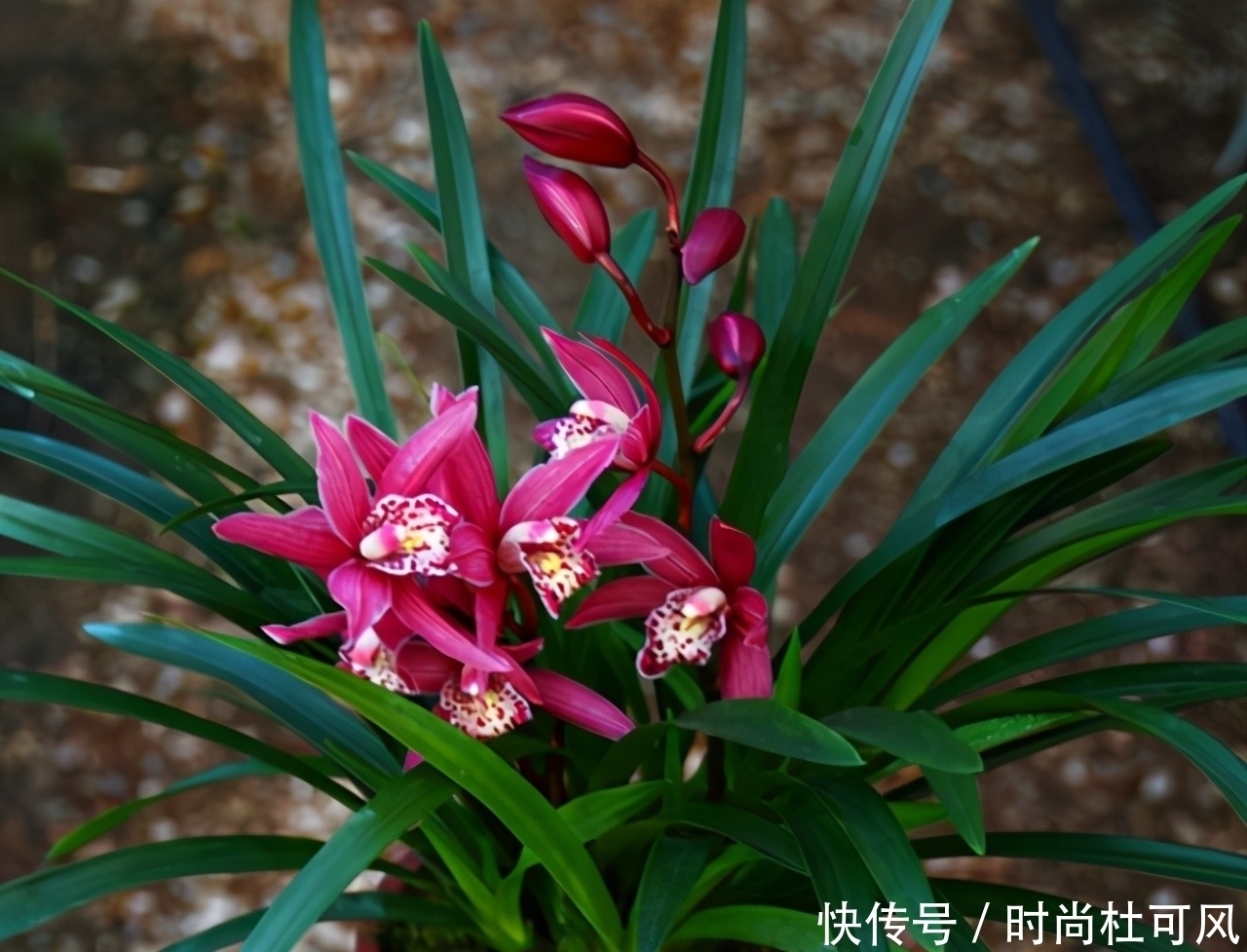 红贵妃兰花|别养茶花月季了,它是建兰“香花之王”,一年开花4次,好养活