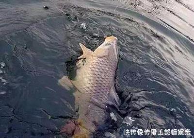 饵料|大鱼只有4种情况下才到浅水,多注意以下细节,才有机会钓到大鱼