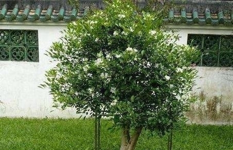 养护|“3种树”养客厅,香味浓,比空气“清新剂”都好,除味杀菌!