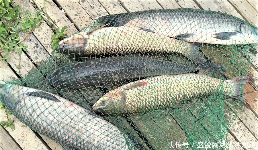 谨记|夏天野钓谨记这几点,新手变高手,原来钓鱼也有套路