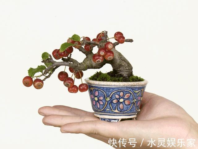 造型|大型盆景不喜欢那就自制微型盆景，放在手上把玩，真好看！