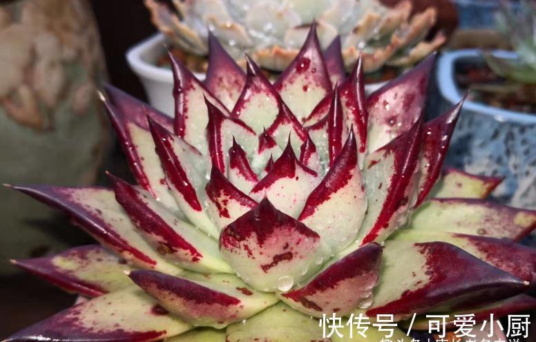 喜欢自己动手的肉友看过来,7种多肉自制花盆,你都玩过哪几种?