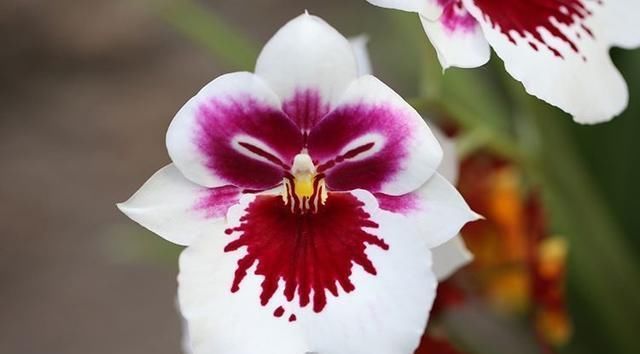 这“4种”花卉养的好,老花匠都称赞,能养活1盆的人,绝对是高手