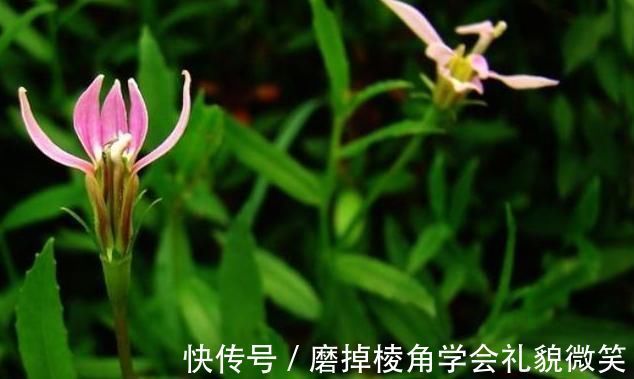 疮痈|一味能“去热邪散各种无名肿毒,除湿气消一身水肿湿疮”的良药