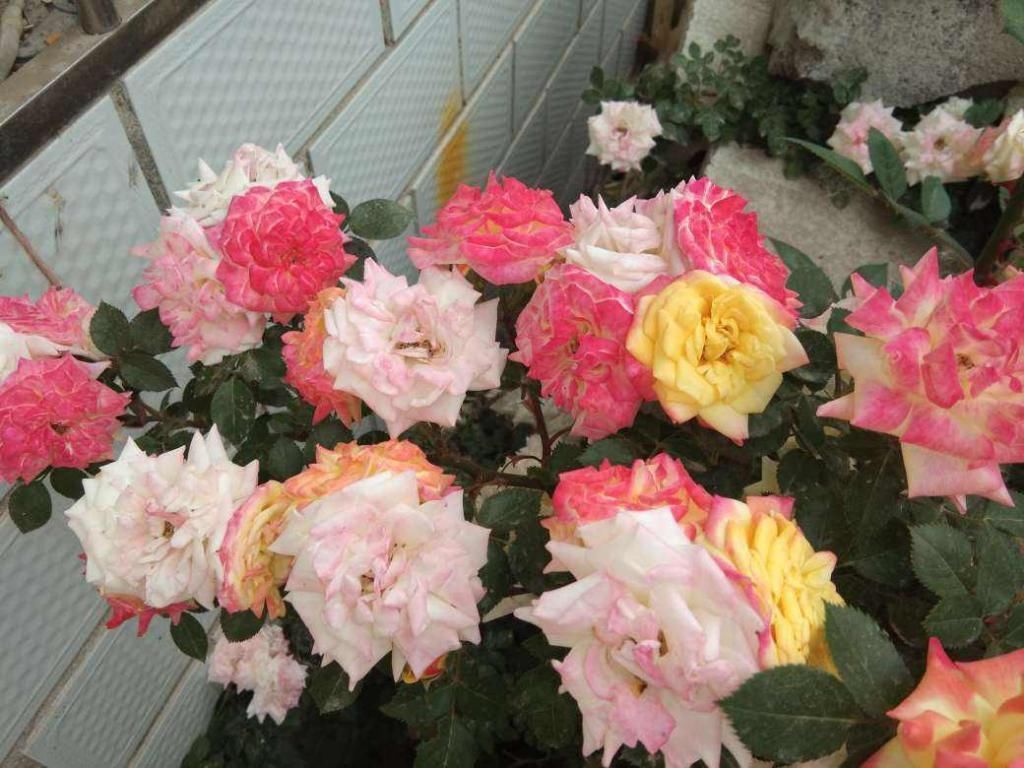 月季开了满盆花,没想到第二天全体变色原来名叫藤彩虹