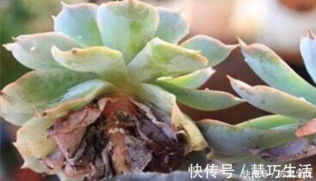 检查|多肉植物,叶子软趴趴的是怎么回事?检查这3个方面