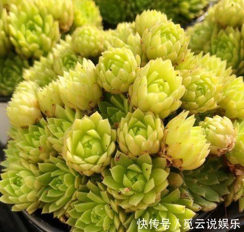 美美|漂亮的多肉怎么养掌握“小技巧”,个个肥嘟嘟,状态美美哒