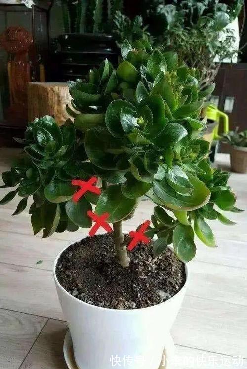 打造老桩长寿花，修剪别落下，就是这样简单