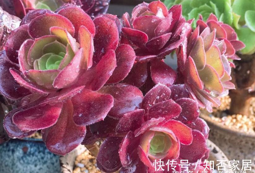 多肉法师舍不得买老桩?秋天入手小的也行,拿回家这样种很快服盆