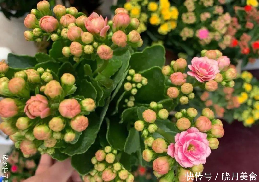 养花技巧:长寿开花不过瘾,学会1招,让它爆开1000朵