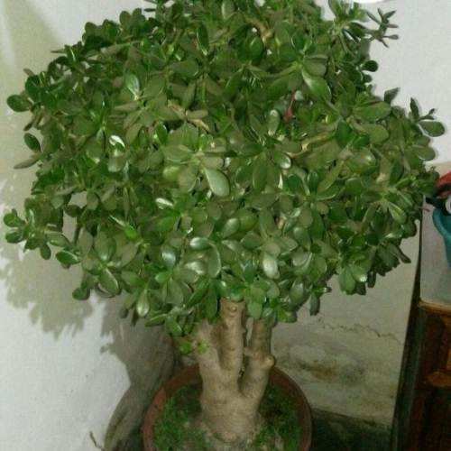 大爷养玉树,最爱做“3件事”,玉树开花,长成“老桩”壮如松